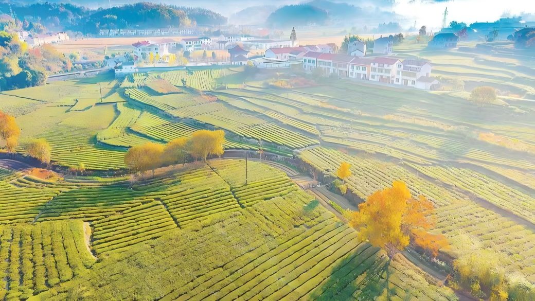 河南畈村生态茶园