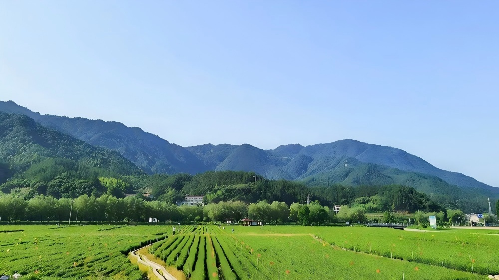 英山生态茶园